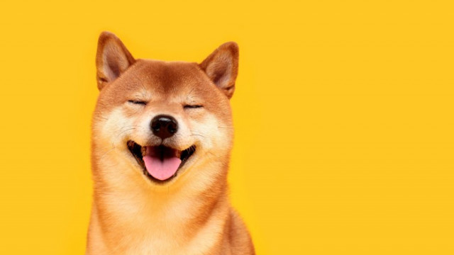 1 reden om Shiba Inu te kopen -- en 2 redenen om het niet te doen