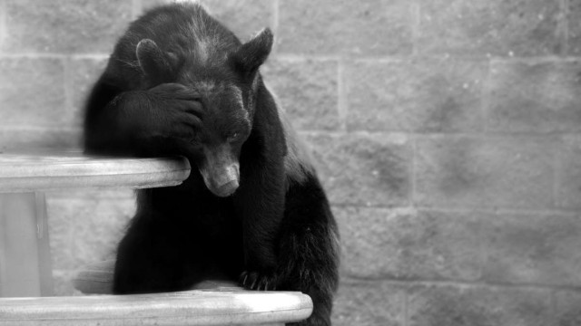 $ 230 miljoen shorts geliquideerd in 4 dagen terwijl Bitcoin met 18% steeg