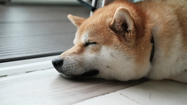 Als Shiba Inu's 'The Metaverse'-verkooptokenstank, hier is het volledige verhaal