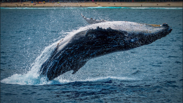 Bitcoin bearish signaal: Whale Ratio blijft op hoge waarde