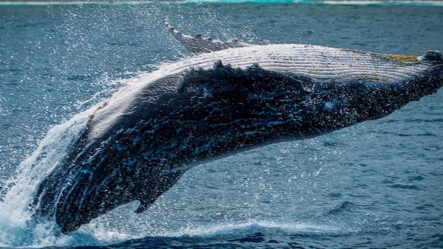 Bitcoin op weg naar $ 50K, waarom BTC-walvissen het pad kunnen banen