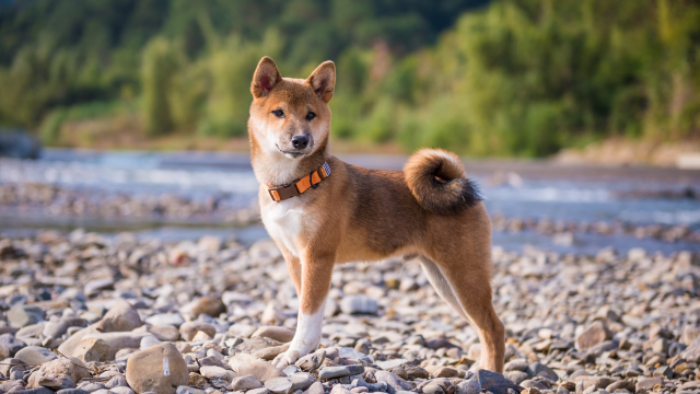 Cardano, Dogecoin, Shiba Inu Prijsanalyse: 12 mei