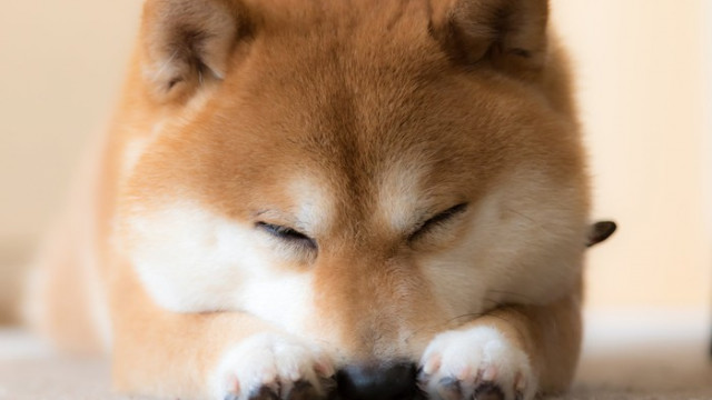De ergste fout die Shiba Inu-investeerders nu kunnen maken
