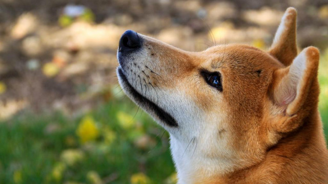 De grote aankondiging van Shiba Inu stelt de gemeenschap teleur