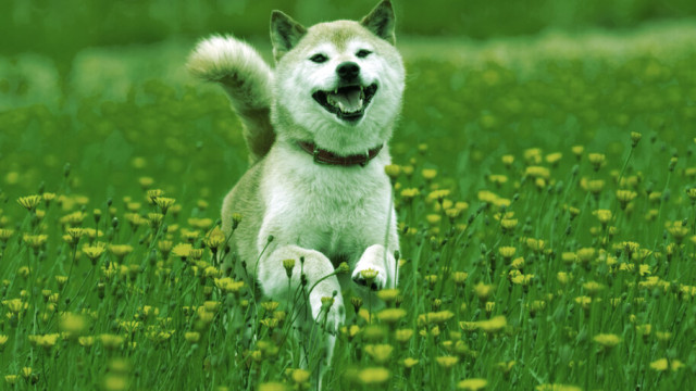 De uitbraak van Shiba Inu (SHIB) die een verdere stijging van 12% suggereert