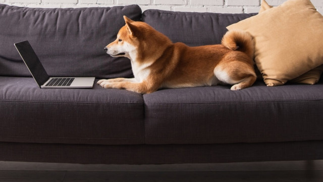 DOGE in het rood terwijl Elon Musk Starlink, SpaceX-speculaties opspoort