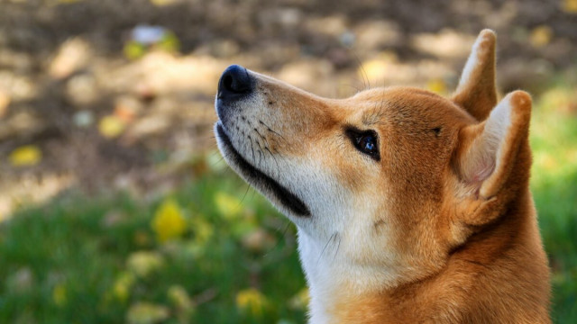 Dogecoin: handelaren moeten op deze niveaus letten, aangezien DOGE vasthoudt aan $ 0,08