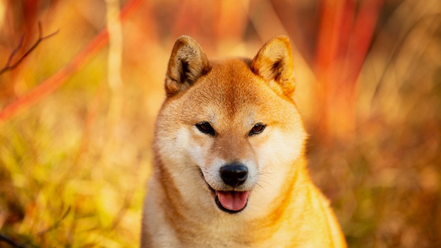 Dogecoin is 88% lager dan zijn ATH: prijsanalyse