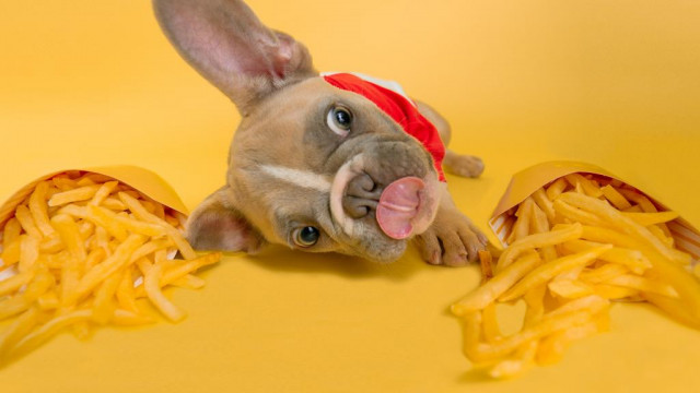 Dogecoin weigert toe te geven, maar dit is waarom er vandaag de dag meer roep is om McDonald's te accepteren