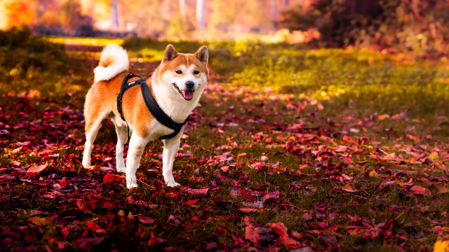 Door een correlatie van 98% met Bitcoin te delen, kan Shiba Inu zijn belangrijkste ondersteuningsniveaus behouden?