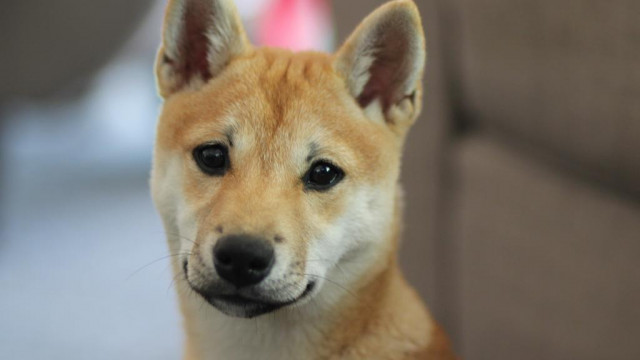 Gelooft u dat Dogecoin in 2022 terugkeert naar het hoogste niveau ooit?