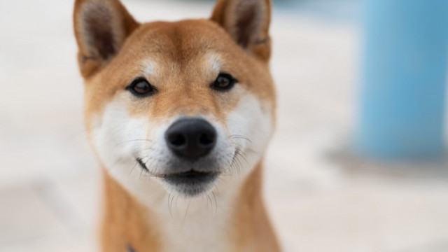 Het eerste cijfer dat investeerders in Shiba Inu hoop zou moeten geven