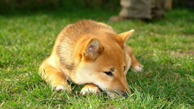 Hoe lang kan Shiba Inu [SHIB] zijn ondersteuningsniveau van 8 maanden behouden?