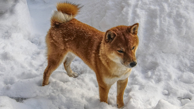 Hoe 'sociaal' moet 'sociaal' Shiba Inu zijn om meer herstel te initiëren?