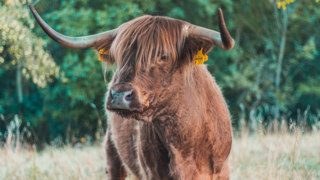 Hot take: Bitcoin's [BTC] volgende bull-fase kan worden aangedreven door energiebedrijven ...