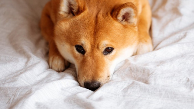 Is de overname van Activision door Microsoft goed nieuws voor Shiba Inu?