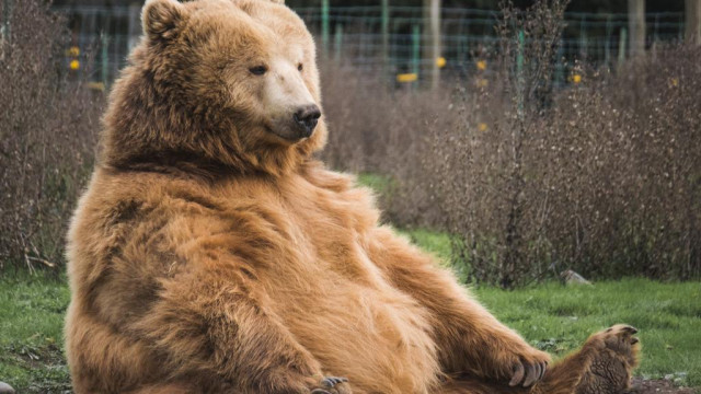 Is deze persoon die voorspelde dat Bitcoin nooit $ 3 de oudste cryptobeer ooit zou overschrijden?