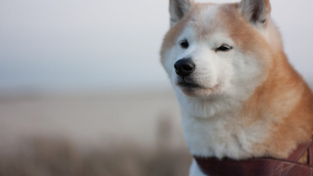 Kan de intrede van Shiba Inu [SHIB] in P2E een rally van 650% veroorzaken?