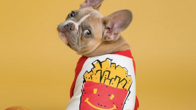 McDonald's Big Dogecoin-aankondiging, als reactie op Elon Musk? Uhhhh…