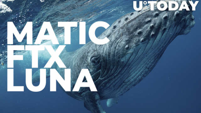Meer MATIC, FTX Token, LUNA Gekocht door walvissen terwijl ze op deze munten blijven wedden