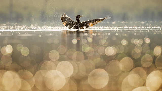 Met een gestage winst in de afgelopen twee weken, moet u investeren in de korte termijn bullishness van Filecoin?