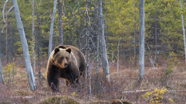 On-Chain-analist heeft mogelijk de 'eerste ooit' Bitcoin ($ BTC) beer gevonden