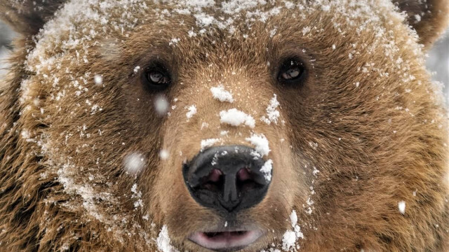 Optimistische voorspellingen lijken somber als Bitcoin, Ethereum blijft trending lager