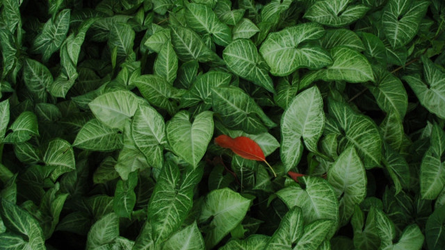 Rapport: Polkadot stoot de minste koolstof per jaar uit van deze zes alts