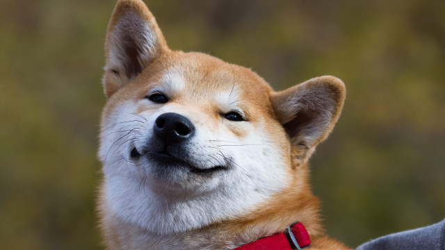 Shiba Inu brengt 99.000 "Land"-stukken uit in de Metaverse