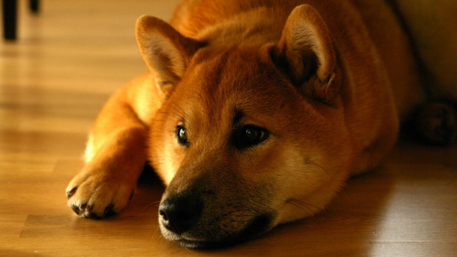 Shiba Inu: Dit is wat al die walvisjacht in de buurt doet met SHIB