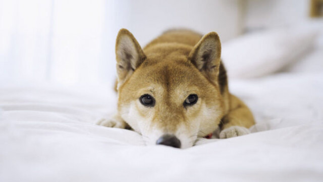 Shiba Inu Extinction: Finder Panel voorspelt dat SHIB tegen 2030 nul waarde zal hebben