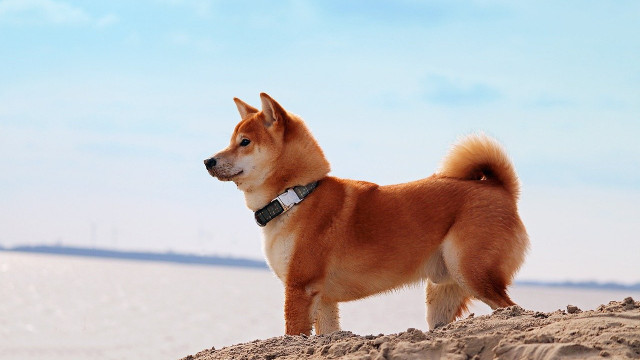 Shiba Inu: is $ 0,0001 een realistisch eindejaarsdoel?