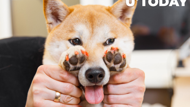 Shiba Inu kondigt "cutting-edge" modepartnerschap aan