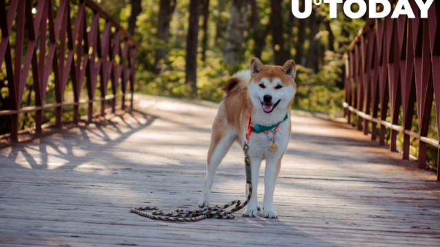 Shiba inu-oprichter verwijdert alle sociale media-informatie