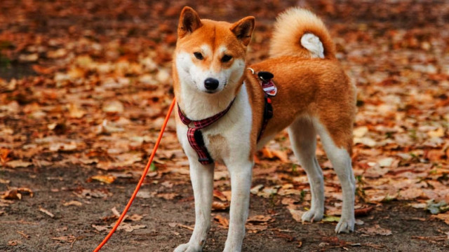 Shiba Inu prijs explosie! Meme Coin $ Shib 20% omhoog, NU KOPEN?