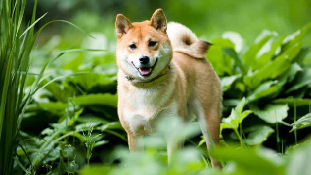 Shiba Inu-prijs stapt in koopzone! Dit zijn de in- en uitstapniveaus