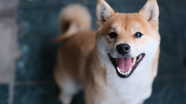 Shiba Inu-prijsvoorspelling: de opmerkelijke opkomst en pijnlijke val van SHIB