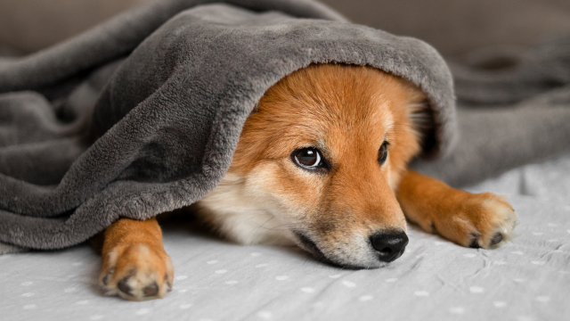 Shiba Inu [SHIB]: Waarom handelaren hierop moeten wachten voordat ze lange weddenschappen plaatsen