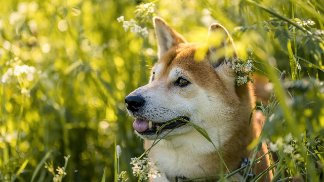 Shiba Inu [SHIB] walvissen gaan mokken; kunnen detailhandelaren de prijzen opdrijven?