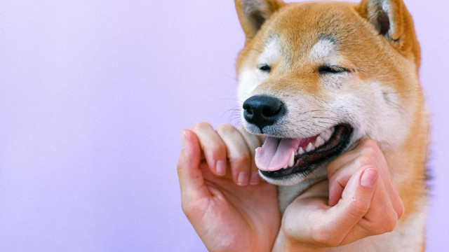 Shiba Inu verslaat Bitcoin en wordt in januari de populairste cryptovaluta op CoinMarketCap