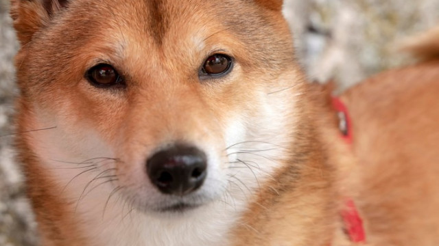 #ShibArmy verheugt zich na smakelijke nieuwe partnerschappen voor de Shiba Inu Crypto