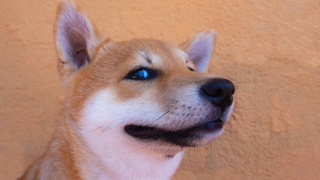 Waarom Shiba Inu Crypto vandaag stijgt