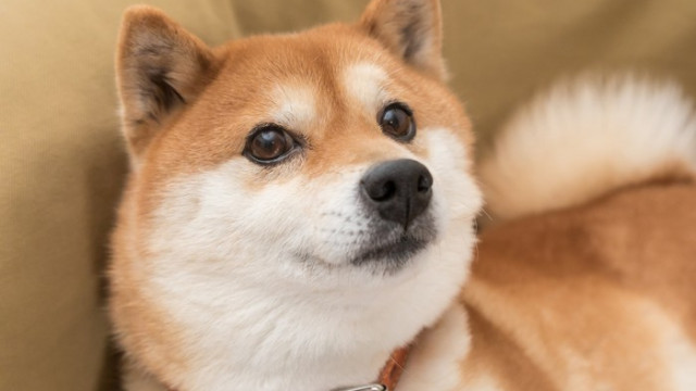 Waarom Shiba Inu vandaag wint