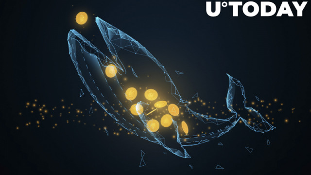 Walvissen verzamelen enorme hoeveelheden Bitcoin, Ethereum en SHIB naarmate de prijzen dalen: details