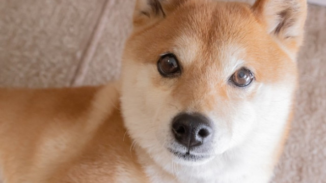 Wint Shiba Inu als betaalmethode?