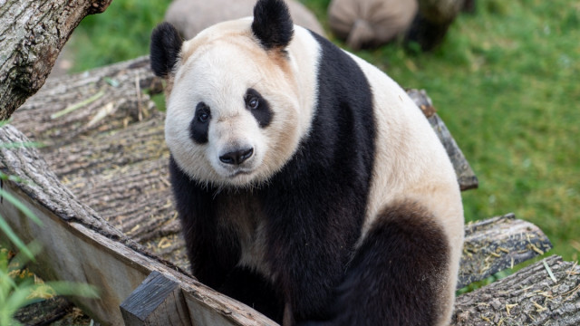 WWF UK krijgt terugslag over 'milieuvriendelijke' NFT's die op Polygon worden gelanceerd